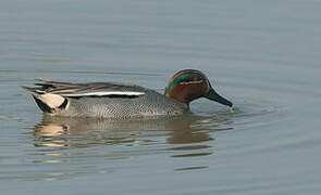 Eurasian Teal