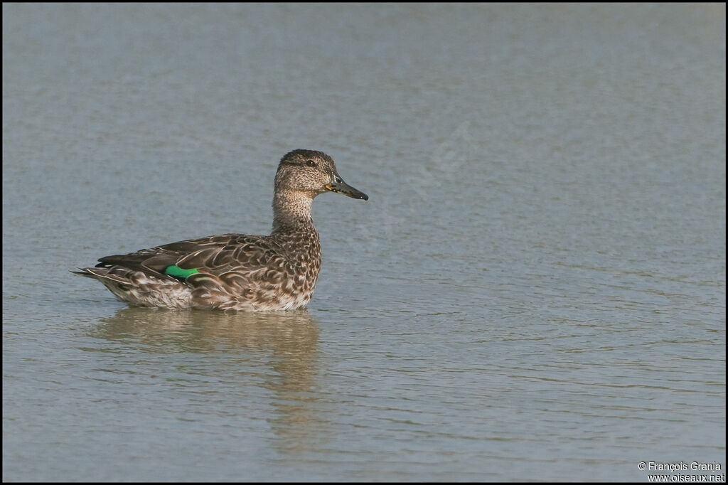 Eurasian Teal female adult