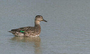 Eurasian Teal