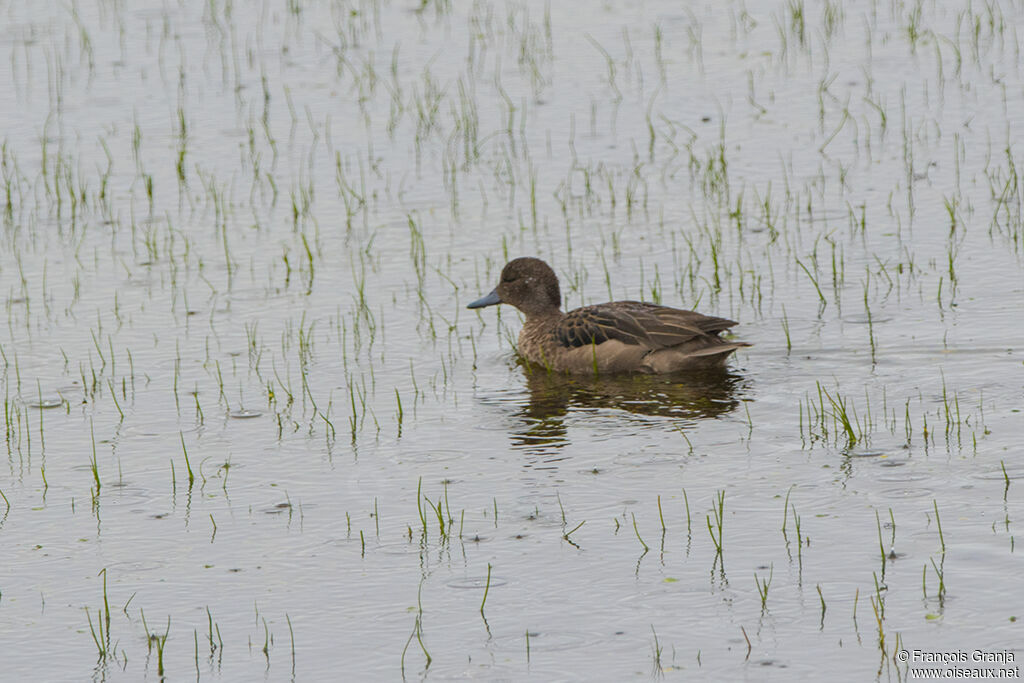 Andean Teal