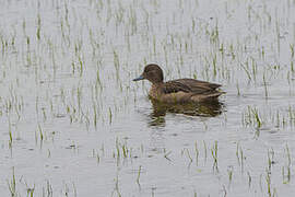 Andean Teal