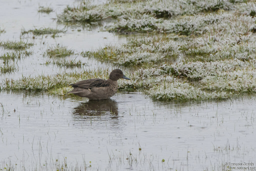 Andean Teal