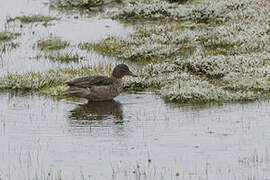 Andean Teal