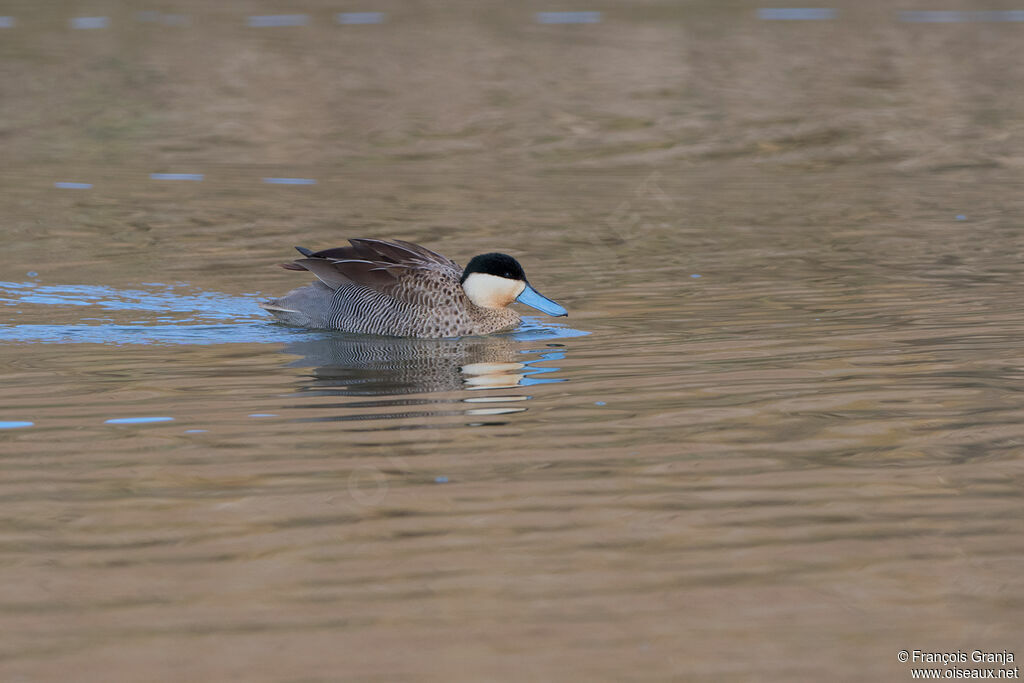 Puna Teal