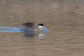 Puna Teal