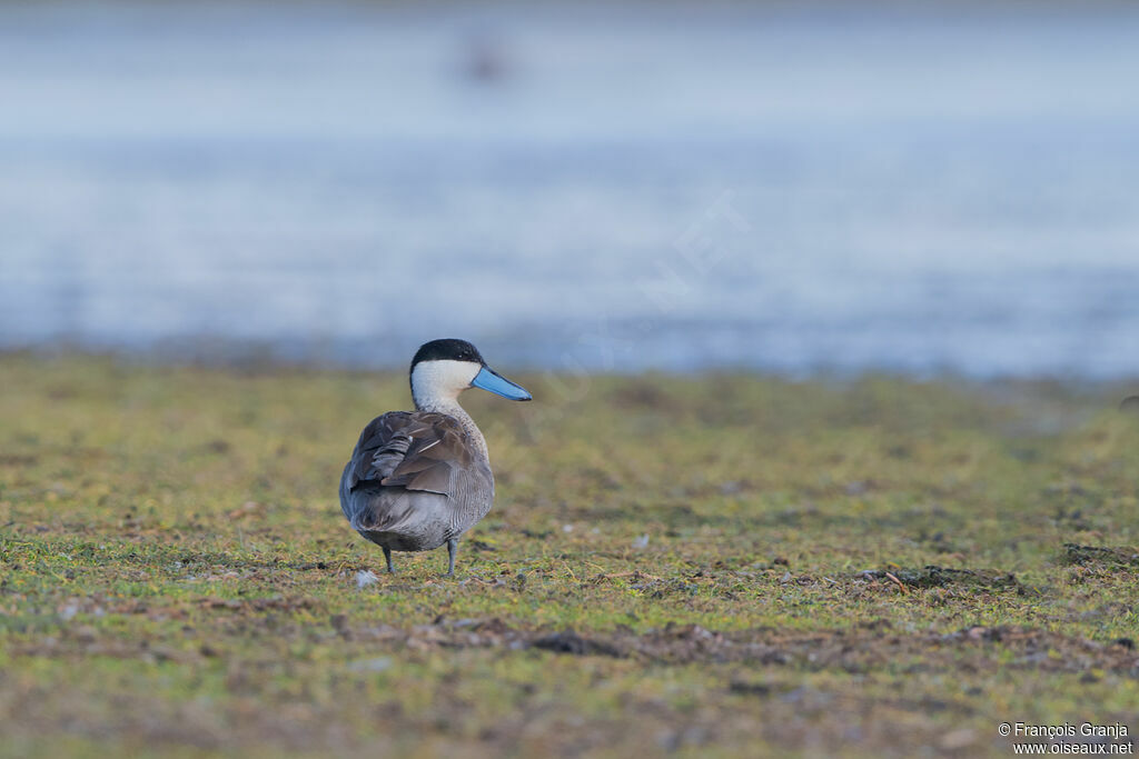 Puna Teal