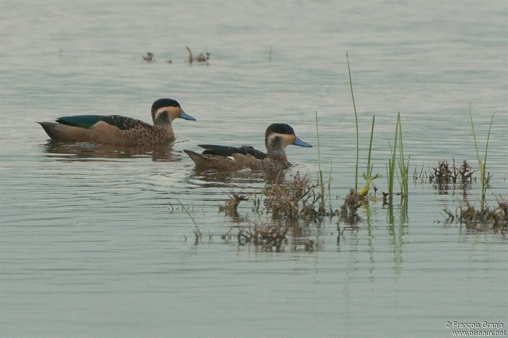 Hottentot Teal