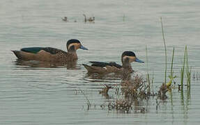 Blue-billed Teal