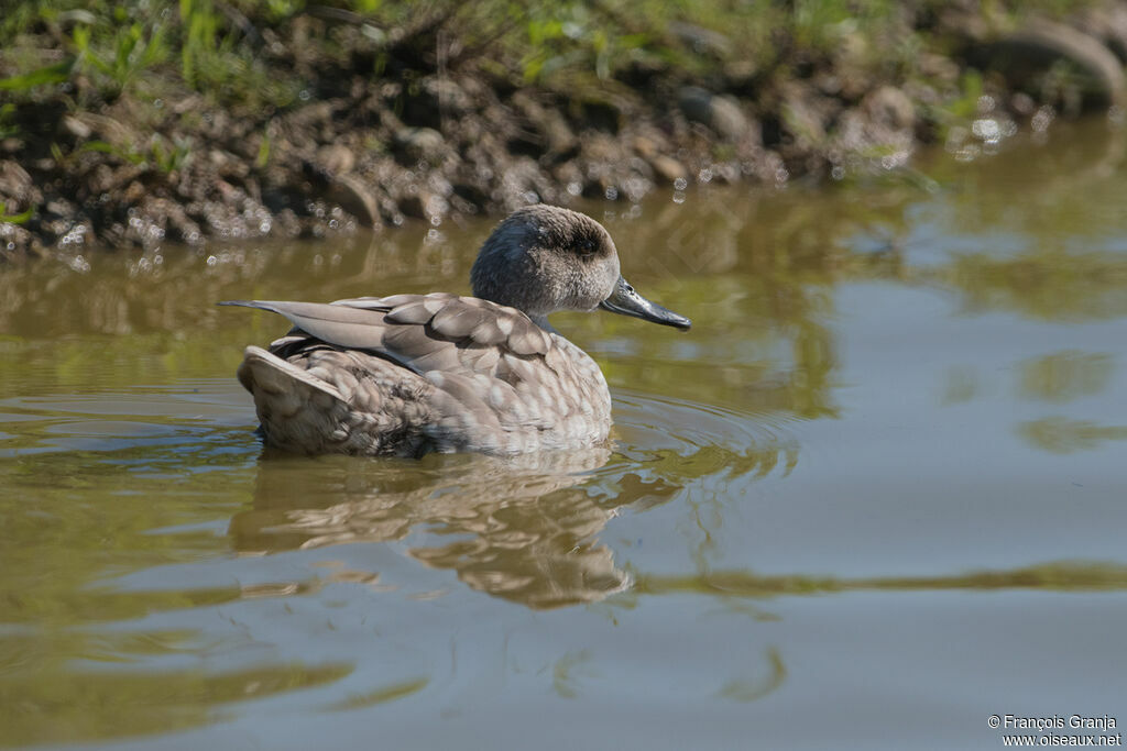 Marbled Duck