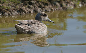 Marbled Duck