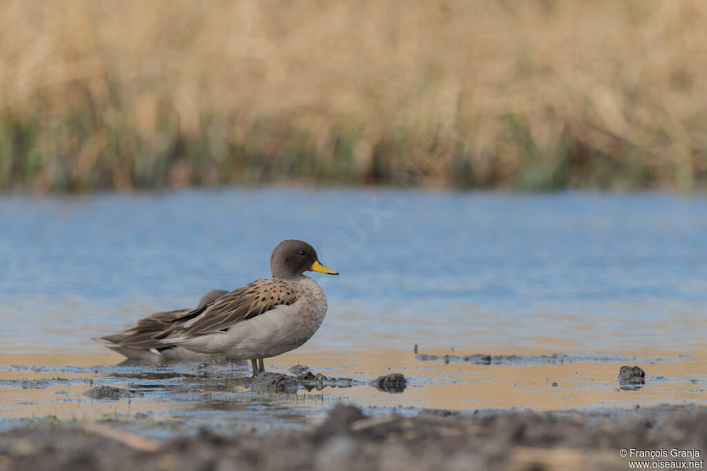 Yellow-billed Teal