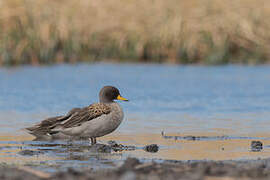 Yellow-billed Teal