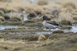 Yellow-billed Teal