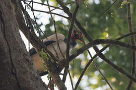 King Vulture