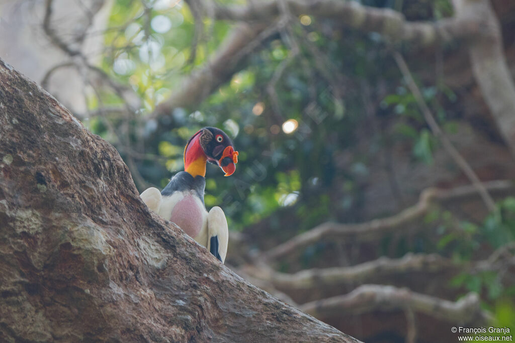 King Vulture