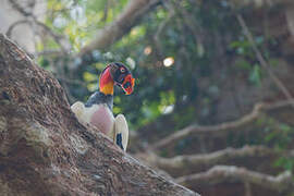 King Vulture