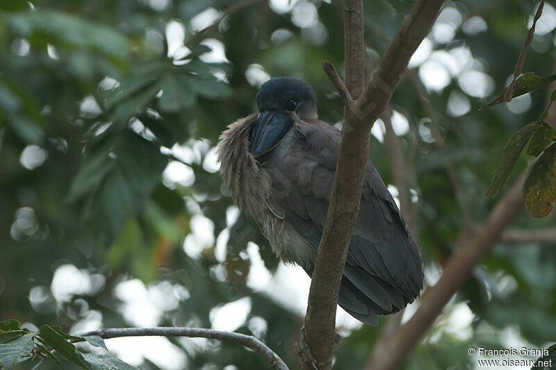 Boat-billed Heronadult