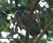 Boat-billed Heron