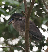 Boat-billed Heron