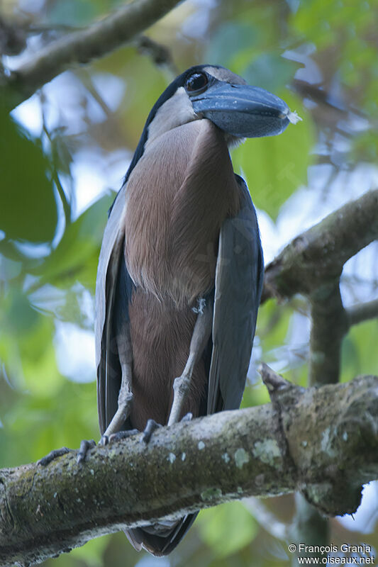 Boat-billed Heron