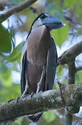 Boat-billed Heron