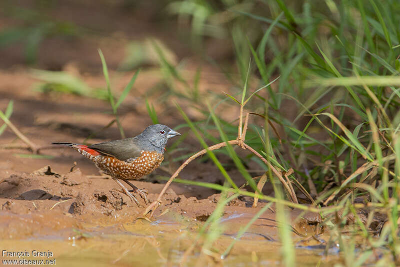 Brown Twinspotadult, identification