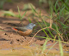 Brown Twinspot