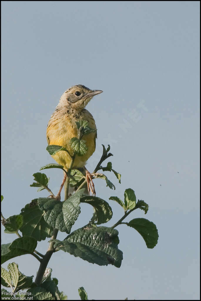 Yellow-throated Longclaw