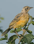 Yellow-throated Longclaw