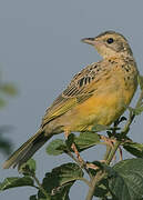 Yellow-throated Longclaw