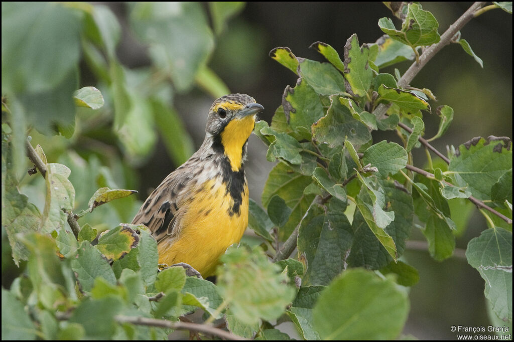 Yellow-throated Longclaw