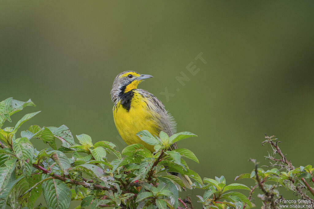 Yellow-throated Longclaw