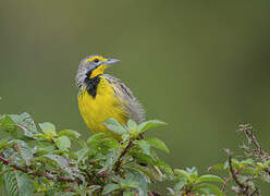 Yellow-throated Longclaw