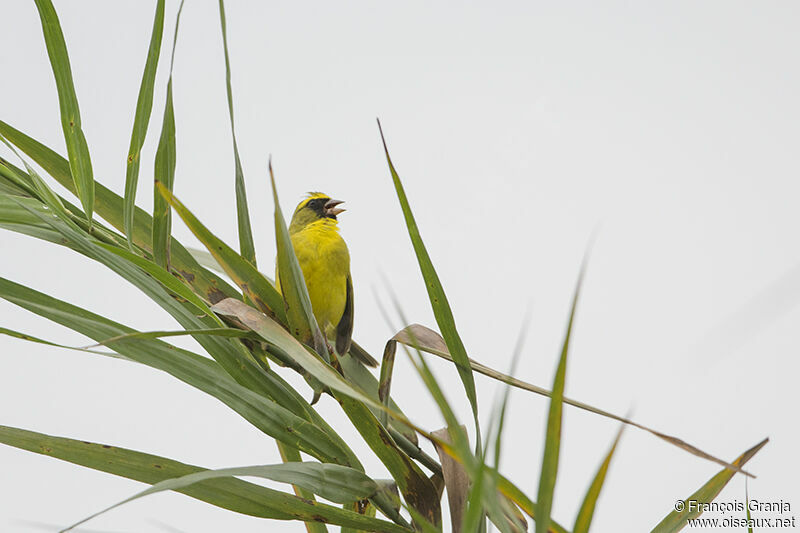 Serin à diadèmeadulte