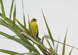 Serin à diadème