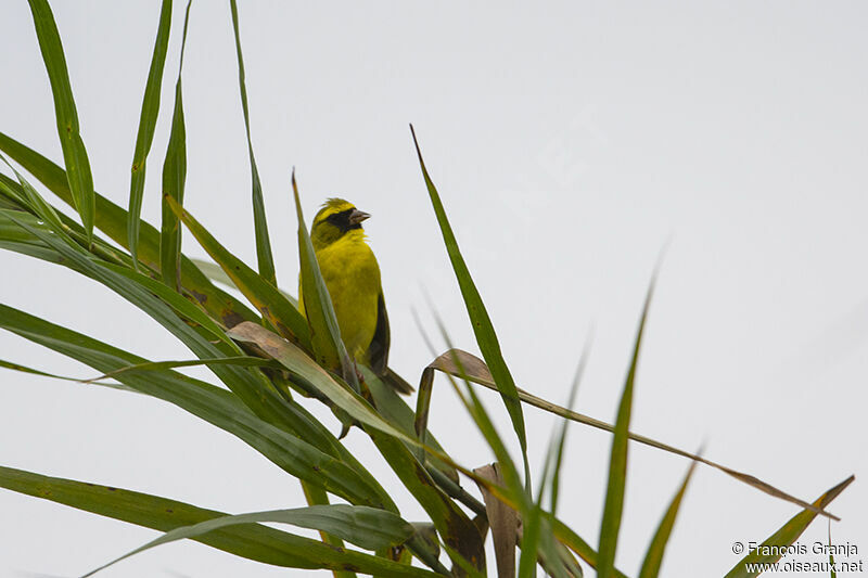 Serin à diadèmeadulte