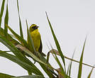 Serin à diadème