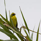 Serin à diadème
