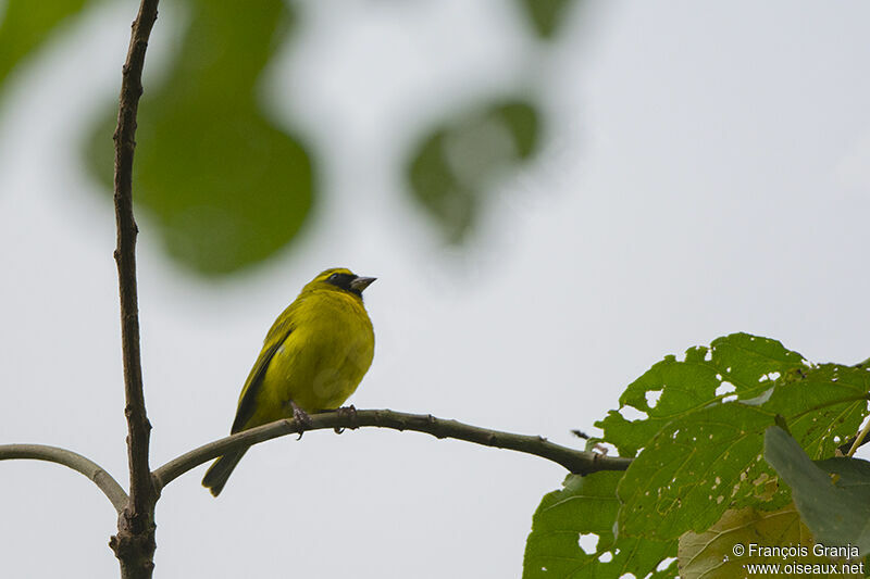 Western Citriladult