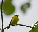 Serin à diadème