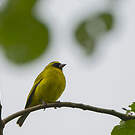 Serin à diadème