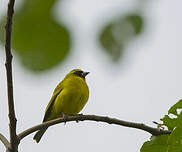 Serin à diadème