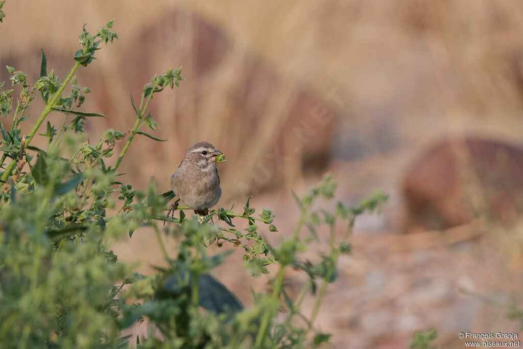 Serin à gorge blanche