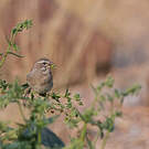 Serin à gorge blanche