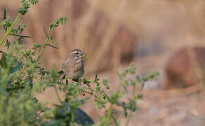 White-throated Canary