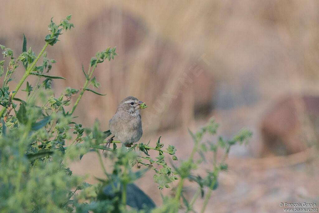 Serin à gorge blanche