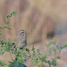 Serin à gorge blanche