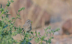 Serin à gorge blanche