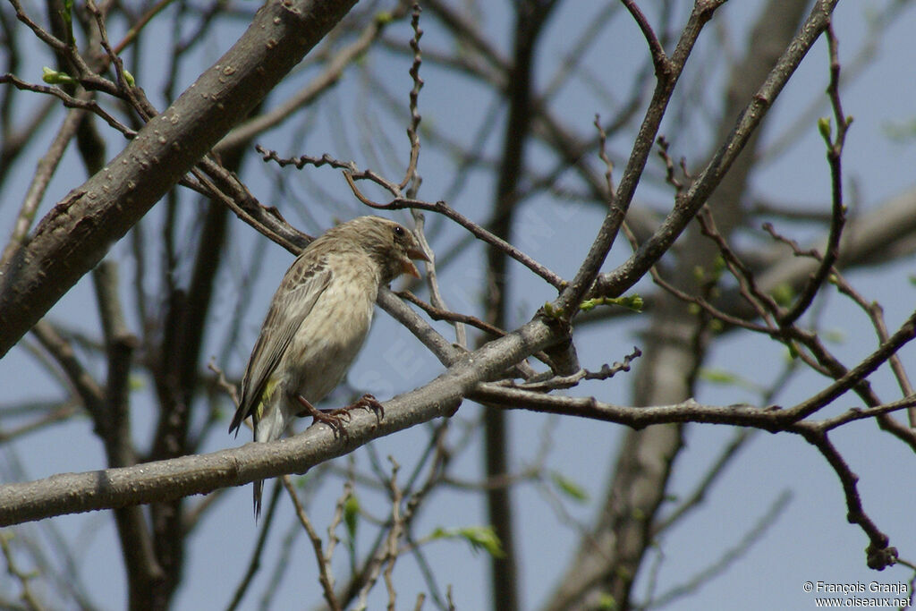 Serin à gorge noireadulte