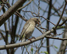 Black-throated Canary